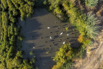 CDTICA presentará en FIO un proyecto sobre el uso de drones en el estudio de censos poblacionales de las aves