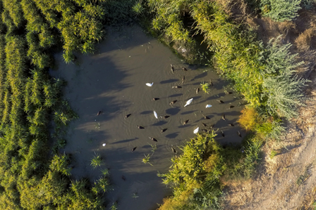 CDTICA presentar&aacute; en FIO un proyecto sobre el uso de drones en el estudio de censos poblacionales de las aves